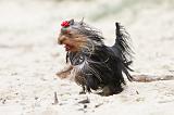 YORKSHIRE TERRIER 060